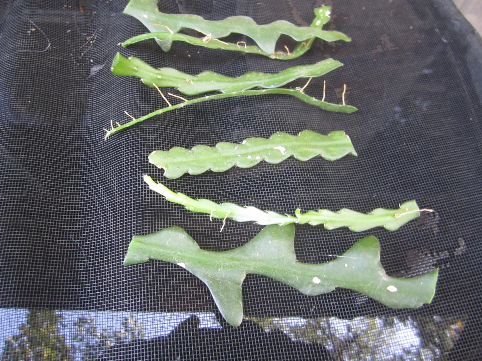 Fresh Unrooted Fish Bone Cactus Cuttings, Epiphyllum anguliger, 6 Pieces for Propagation, Indoor & Outdoor Plant Collection