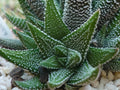 Haworthia Attenuata Radula Succulent Potted Plant - 4" Green Variegated Indoor Houseplant
