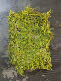 Java Moss Portion on Weighted Mat - Taxiphyllum barbieri for Aquariums, Live Freshwater Aquarium Plant