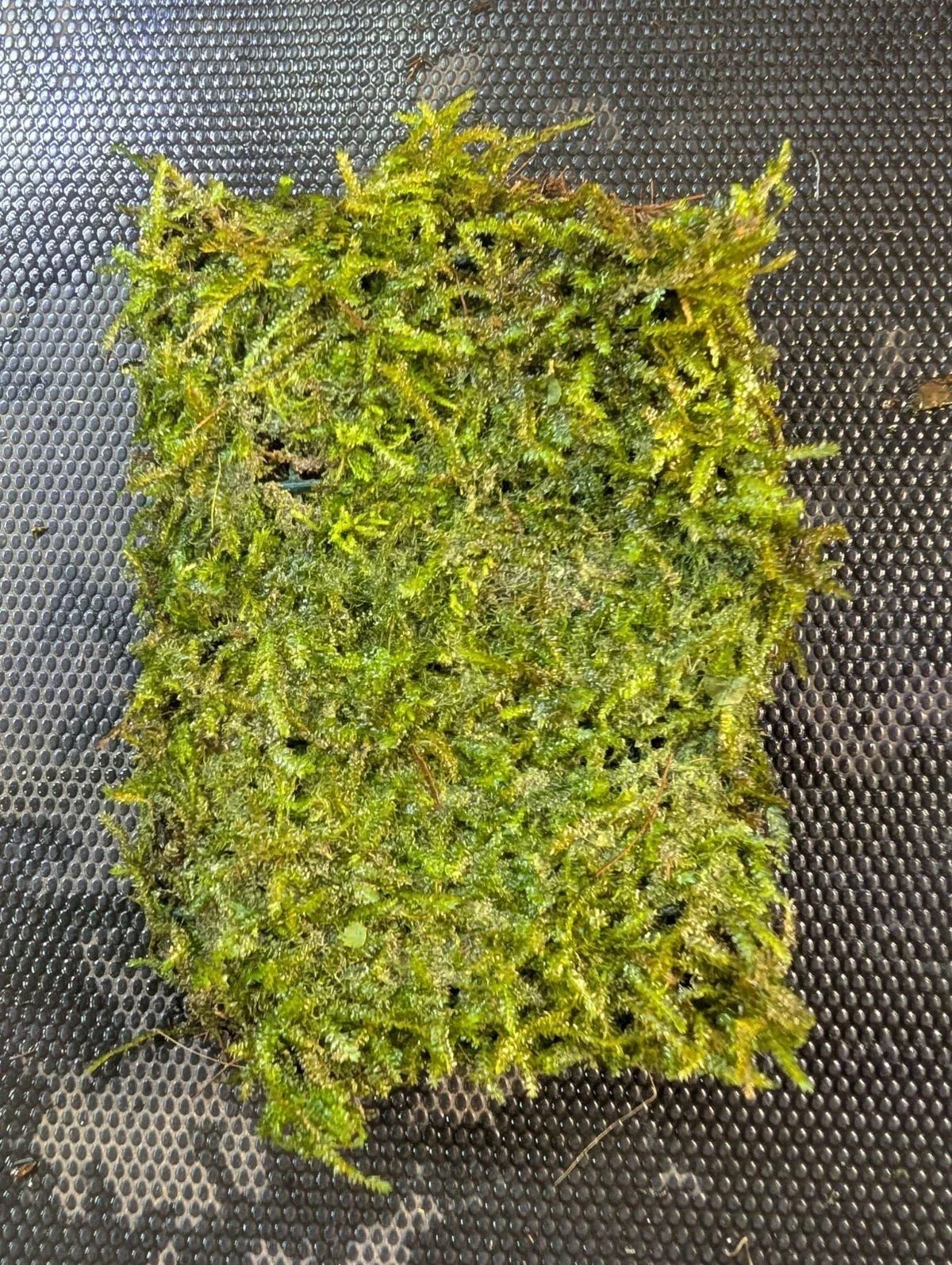 Java Moss Portion on Weighted Mat - Taxiphyllum barbieri for Aquariums, Live Freshwater Aquarium Plant
