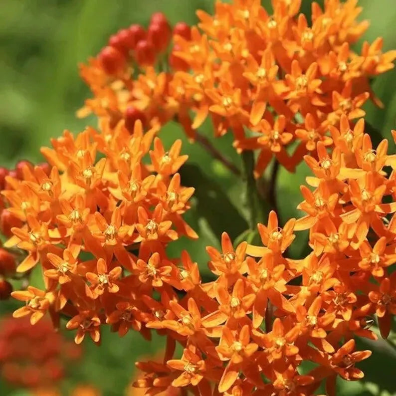 Orange Butterfly Weed Seeds - 100 Organic Asclepias tuberosa Perennial Seeds for Pollinators, Full Sun, USA Grown