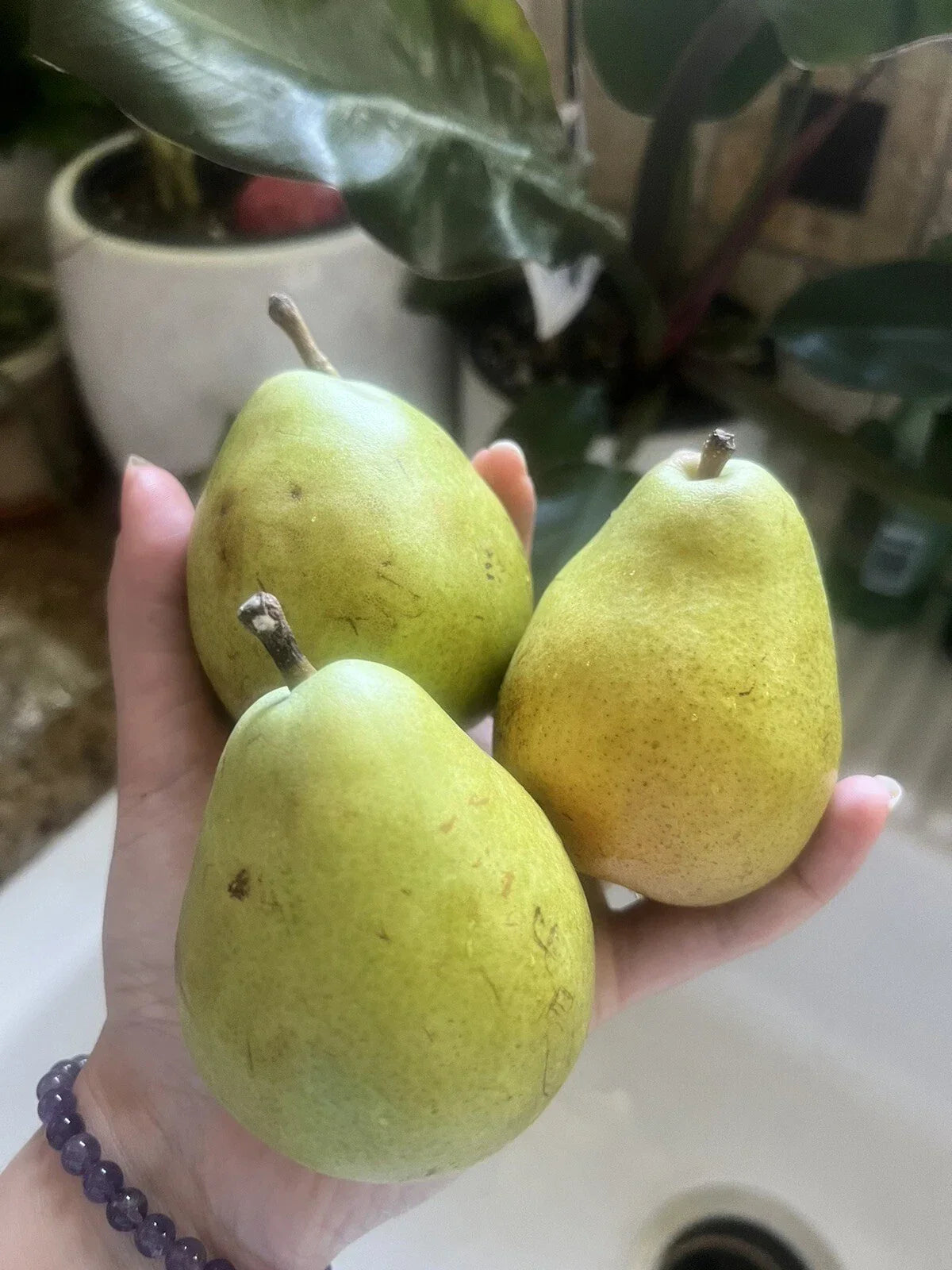 D’Anjou Pear Seeds - 5 Pack - Green Fruit - Non-GMO - Edible Smoothies - Pyrus communis