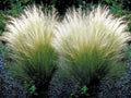 Mexican Feather Grass Live Starter Plant - Nasella tenuissima Ornamental Grass for Garden & Landscape