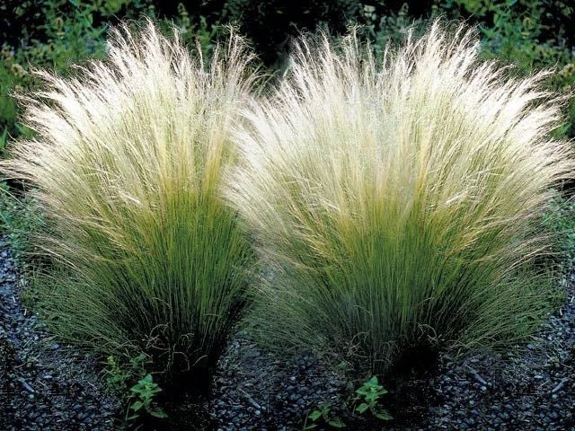 Mexican Feather Grass Live Starter Plant - Nasella tenuissima Ornamental Grass for Garden & Landscape