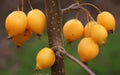 Comtesse de Paris Crabapple Seeds - Malus 'Comtesse de Paris' - Flowering Tree for Garden, Pollinator Attractant, Heirloom Variety