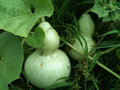 Birdhouse Gourd Seeds – Pack of 15, Lagenaria siceraria, Vining Annual for DIY Crafts & Garden Decor