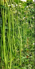 Green Yard Long Bean Seeds – Non-GMO Asian String Beans (Sitaw) for Home Gardening, Heirloom Vegetable Seeds