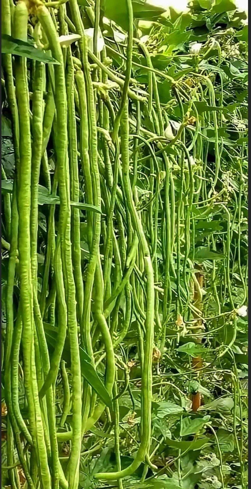 Green Yard Long Bean Seeds – Non-GMO Asian String Beans (Sitaw) for Home Gardening, Heirloom Vegetable Seeds