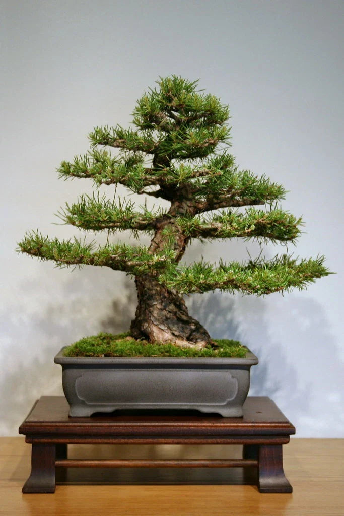 Scotch Pine Seeds, 50 Pack, Pinus sylvestris, Evergreen Conifer Tree Seeds for Planting, Landscaping & Reforestation