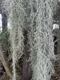 Fresh Live Spanish Moss 1 Gal for Orchids & Decor - Tillandsia usneoides, Air Plant Display, DIY, Indoor Garden
