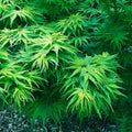 Dwarf Japanese Maple Tree Seeds | Mikawa Yatsubusa Variety | Bonsai & Garden Plant | Acer palmatum