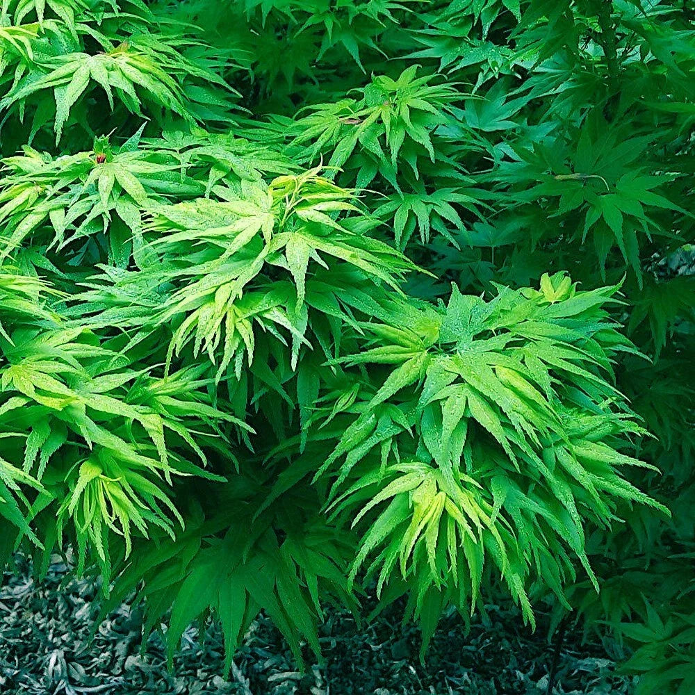Dwarf Japanese Maple Tree Seeds | Mikawa Yatsubusa Variety | Bonsai & Garden Plant | Acer palmatum