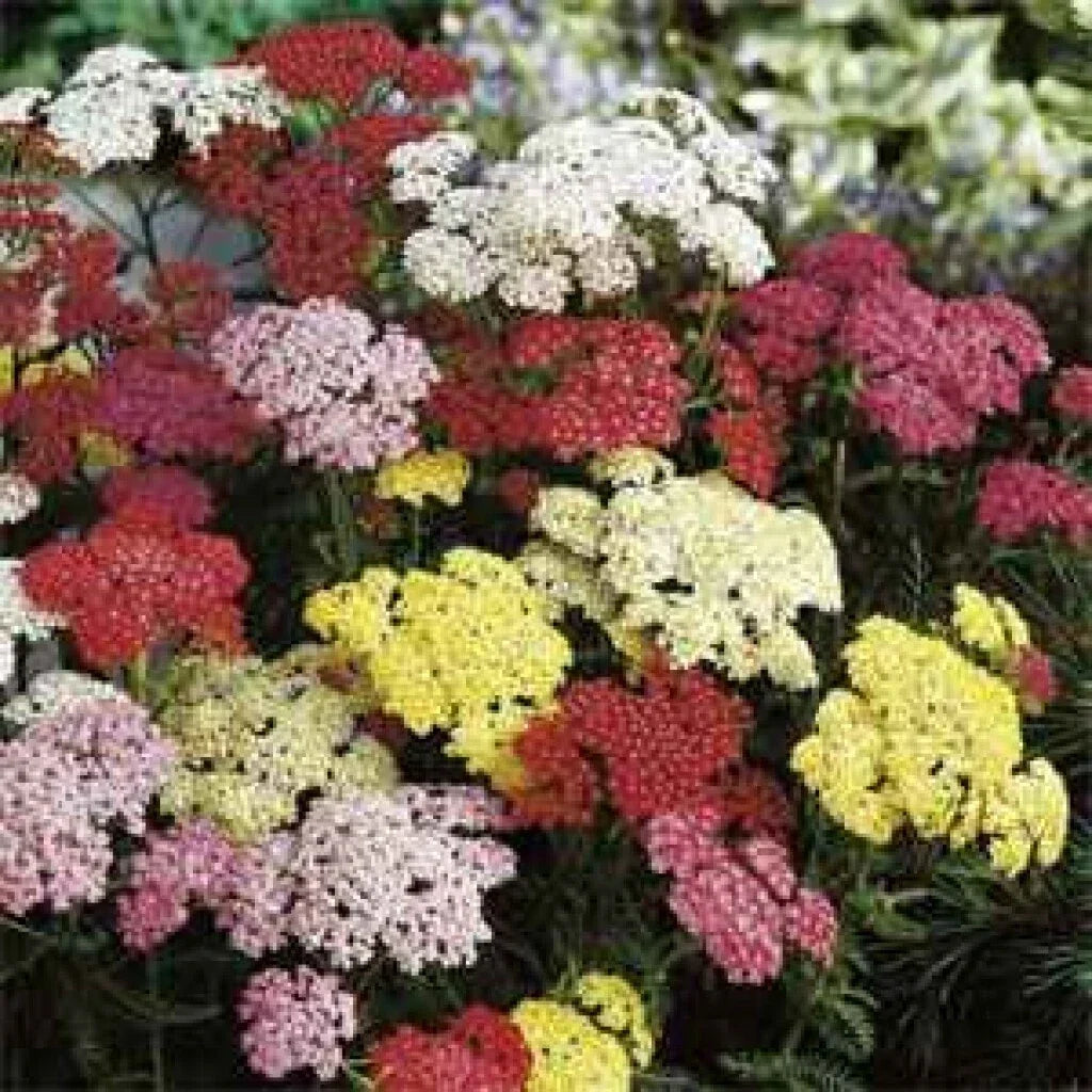 Yarrow Starter Plants Set of 3 Bare Root Achillea millefolium Perennial Herb, Mixed Colors, Drought-Tolerant, Pollinator Attracting