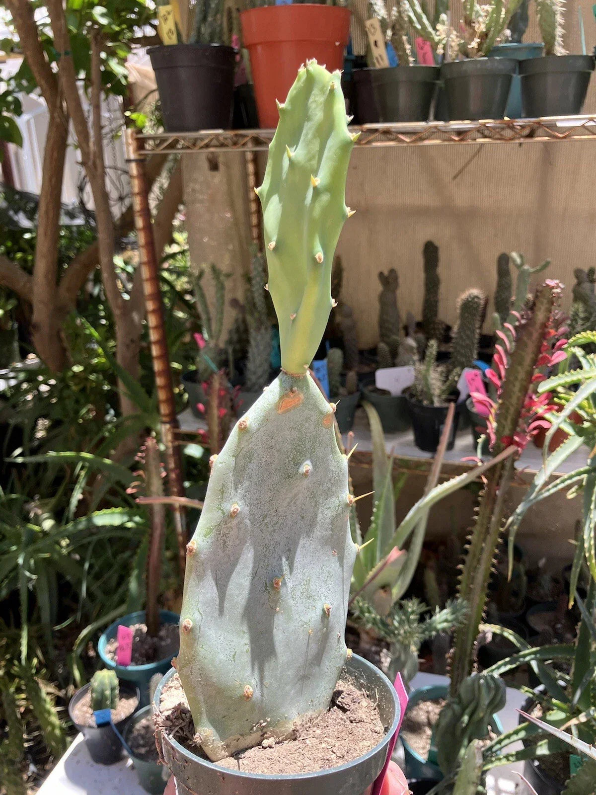 Opuntia Hybrid Cartwheel Prickly Pear Cactus Potted Plant - Drought-Tolerant Succulent for Indoor & Outdoor Gardens
