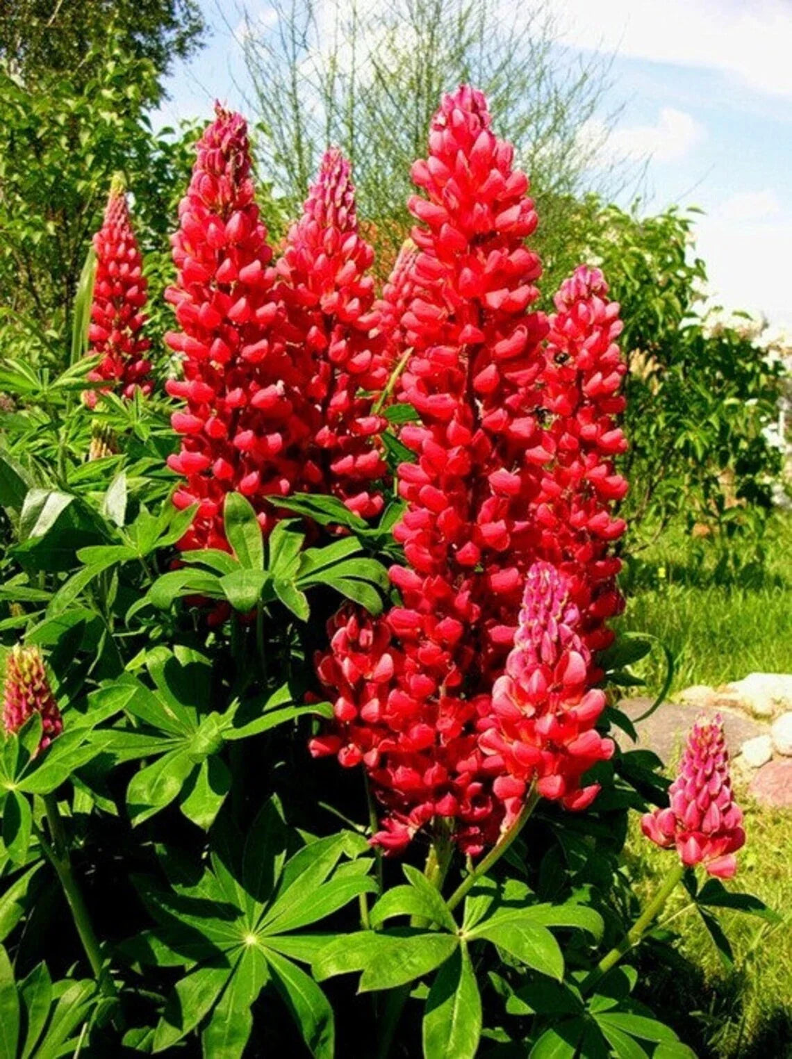 Red Flame Lupine Seeds - Perennial Flower Pack of 25 - Vibrant Red Blooms - Lupinus polyphyllus - Hardy Garden Plant