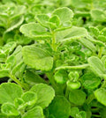 Succulent Cuttings 4" Plectranthus Coleoides Variegata Swedish Ivy - Live Plants, Indoor Outdoor, Easy Care, Propagation