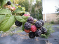 Ohio Treasure Black Raspberry Plant – Everbearing, Non-Dormant, Rubus occidentalis, Berries for Home Garden