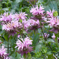 Wild Bergamot Seeds - Monarda Fistulosa - Pollinator Attracting Bee Balm Herb Seeds for Perennial Garden