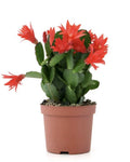 Christmas Cactus Cuttings 3 Segments Schlumbergera truncata Indoor Plant, Holiday Blooms, Succulent, Easy Propagation