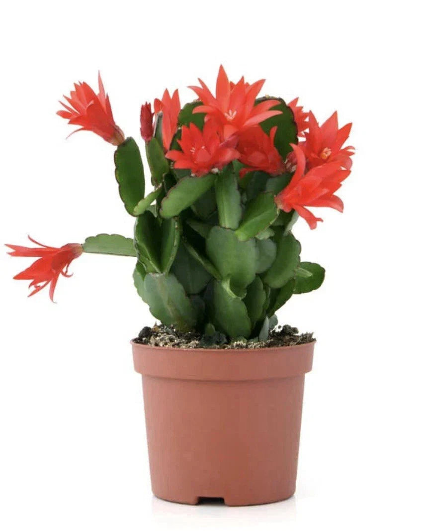 Christmas Cactus Cuttings 3 Segments Schlumbergera truncata Indoor Plant, Holiday Blooms, Succulent, Easy Propagation