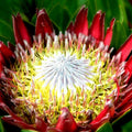 King Protea Seeds - 5 Pack - Giant Pink and Cream Flowers - Protea cynaroides - Exotic Garden Plant for Landscaping