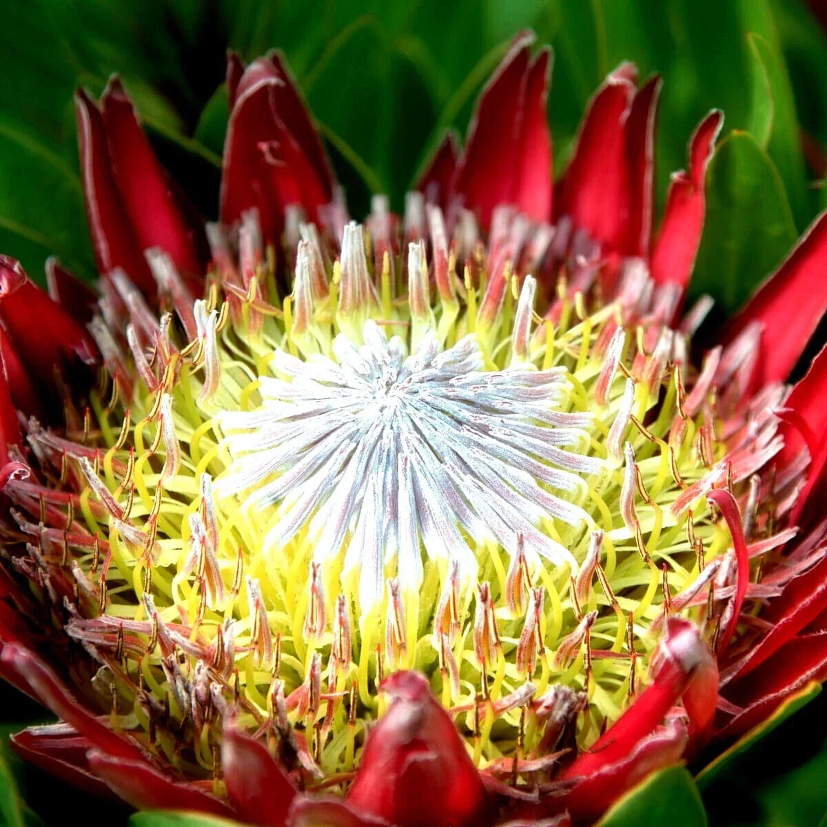 King Protea Seeds - 5 Pack - Giant Pink and Cream Flowers - Protea cynaroides - Exotic Garden Plant for Landscaping