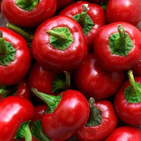 Red Cherry Hot Pepper Seeds - Organic Non-GMO Heirloom Pimenta, Capsicum annuum, Compact Bush, 10+ Seeds
