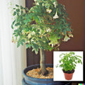 Radermachera sinica Tree Seeds - China Doll Bonsai Seeds for Indoor Gardening - Exotic Green Plant Seeds