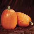 Pumpkin Seeds - Captain Jack Heirloom Cucurbita pepo - Non-GMO, Garden Planting, Fresh Seed Pack