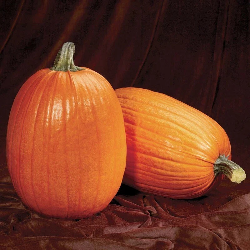 Pumpkin Seeds - Captain Jack Heirloom Cucurbita pepo - Non-GMO, Garden Planting, Fresh Seed Pack