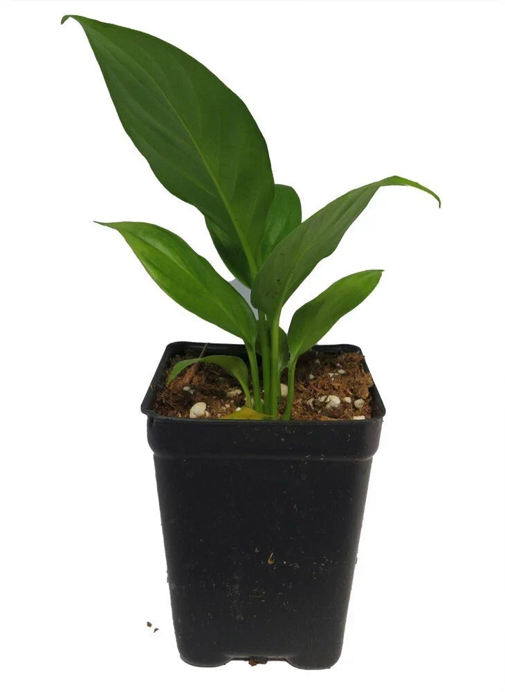 Peace Lily Plant 2.5” Pot - Sunshine Loveworthy Spathiphyllum - Easy Care Indoor Houseplant