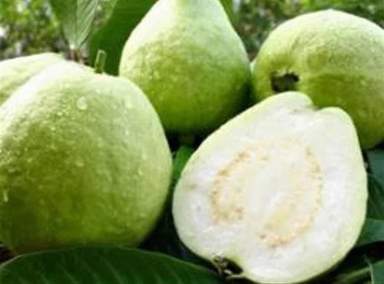 White Guava Seeds - 25 Pearl Guava Psidium guajava Organic Fruit Seeds for Planting