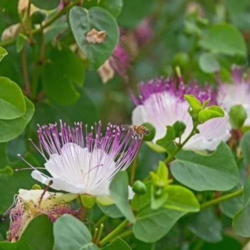 Heirloom Non-GMO Caper Bush Seeds - Mediterranean Flavor, Capparis spinosa, 5 Seeds