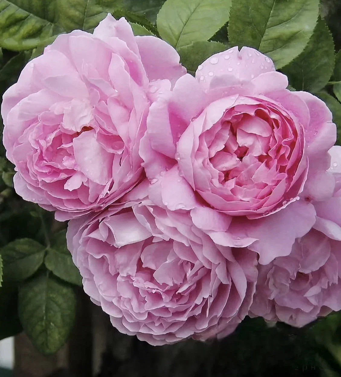 Rose Plant Unrooted Cuttings – AusMary Rosa 'AusMary' – 3 Fresh 6-Inch Bushy Rose Cuttings
