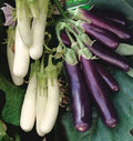 Eggplant Seeds - Asian Chinese Long Purple & White - Solanum melongena - Tender, Long, Slender, Non-GMO, Full Sun, 50 Seeds