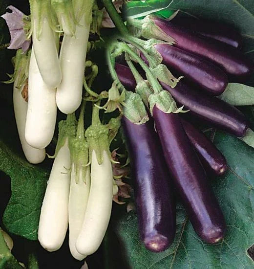 Eggplant Seeds - Asian Chinese Long Purple & White - Solanum melongena - Tender, Long, Slender, Non-GMO, Full Sun, 50 Seeds