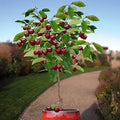Dwarf Cherry Tree Seeds - 30 Pack Prunus serrulata Indoor Outdoor Fruit Tree for Bonsai and Garden