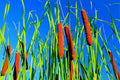 Cattail Seeds for Planting - 2,000+ Aquatic Plant Seeds - Typha latifolia for Ponds & Wetlands