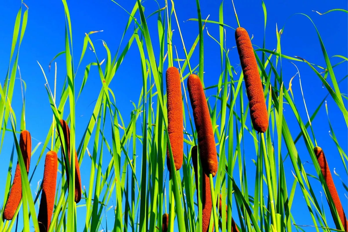 Cattail Seeds for Planting - 2,000+ Aquatic Plant Seeds - Typha latifolia for Ponds & Wetlands