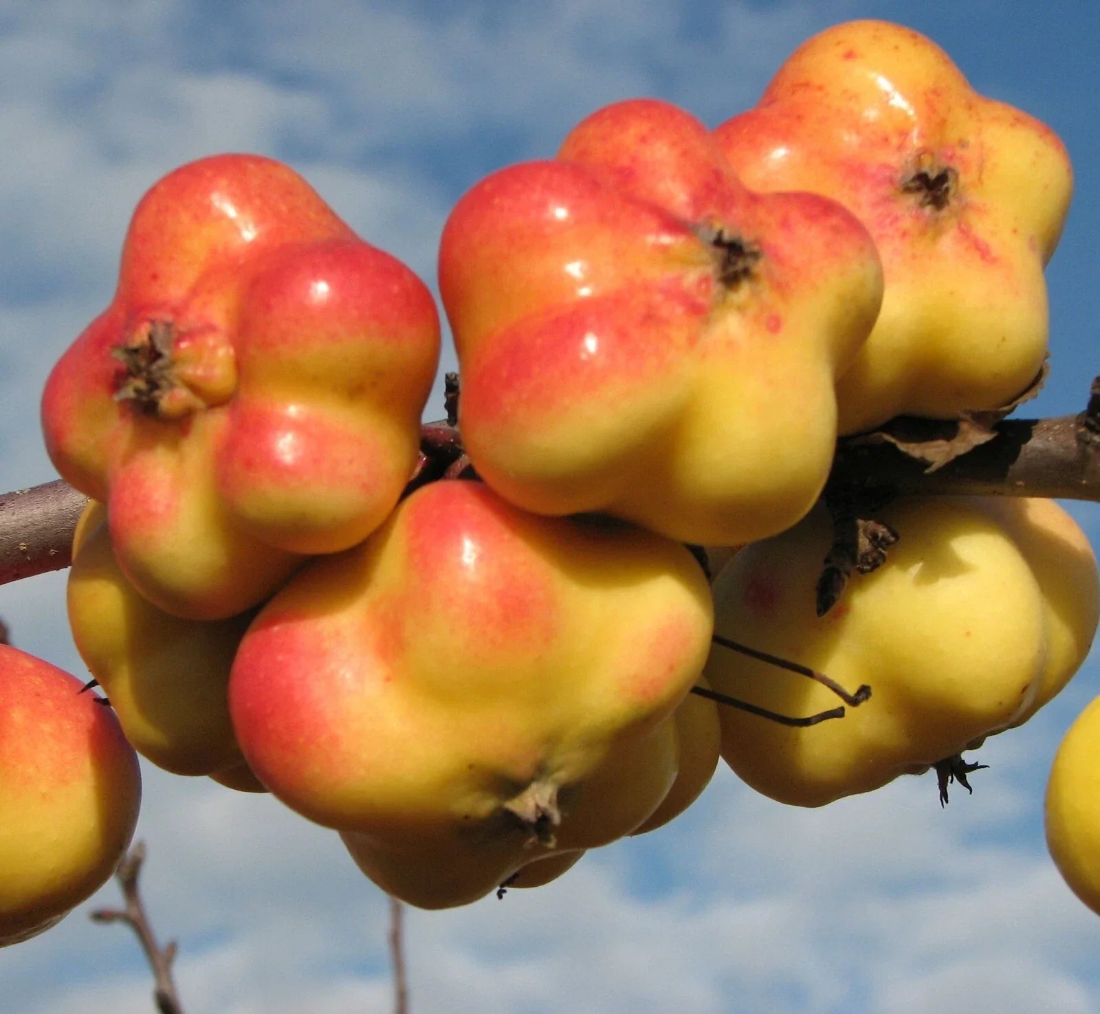 Rare APISTAR Apple Cuttings - 3 Fresh Rooting Grafting Malus domestica for Home Garden or Orchard