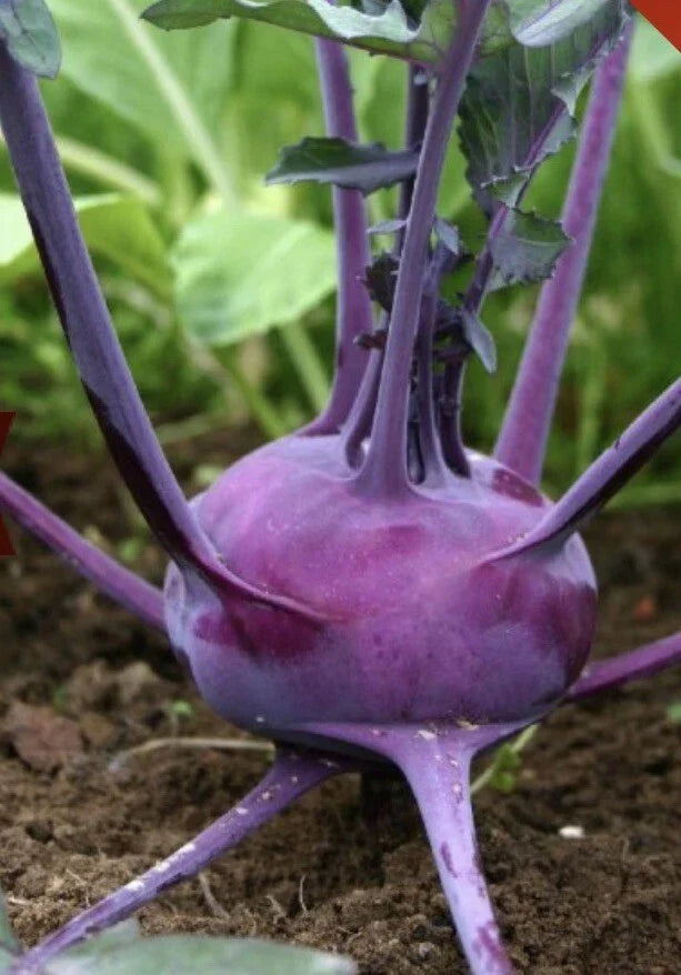 Purple Vienna Kohlrabi Seeds - Non-GMO, 3,000 Count, Brassica oleracea var. gongylodes, Edible Bulb, Vegetable Garden Seeds