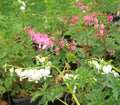 Bleeding Hearts Bareroot Plants – Pink or White, Lamprocapnos spectabilis, Dormant Perennials for Shade Gardens