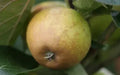 Rosemary Russet Apple Seeds - 25+ Pack for Planting, Malus domestica, Unique russeted skin, USA grown, orchard, backyard garden