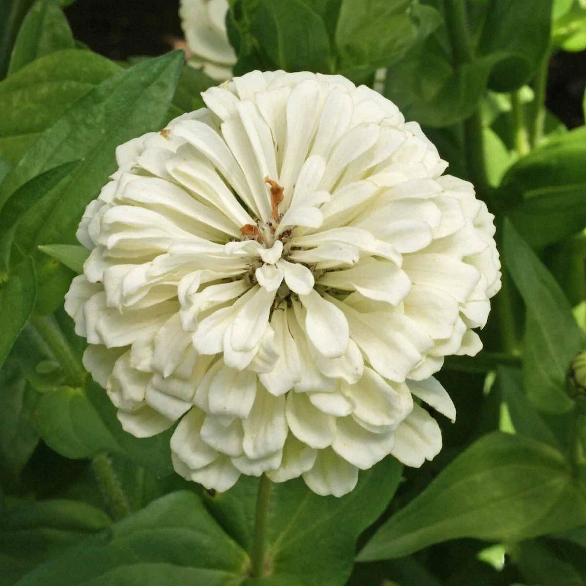 Polar Bear Zinnia Seeds 1/4 Lb Wildflower Variety, White Blooms, Zinnia elegans, Attract Pollinators, Easy to Grow, Mylar Seed Packet