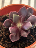 Live Succulent Plant, 2-Inch Pot, Anacampseros rufescens, Drought-Tolerant, Indoor/Outdoor, Low Maintenance