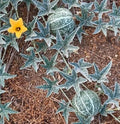 Coyote Melon Seeds 10 Pack - Bright Striped Compact Vines Cucumis melo for Quick Harvest