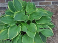 3 Live Gold Crown Hosta Plants - Sun or Shade Tolerant Perennials