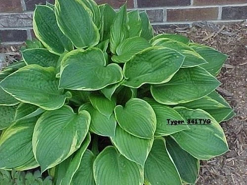 3 Live Gold Crown Hosta Plants - Sun or Shade Tolerant Perennials