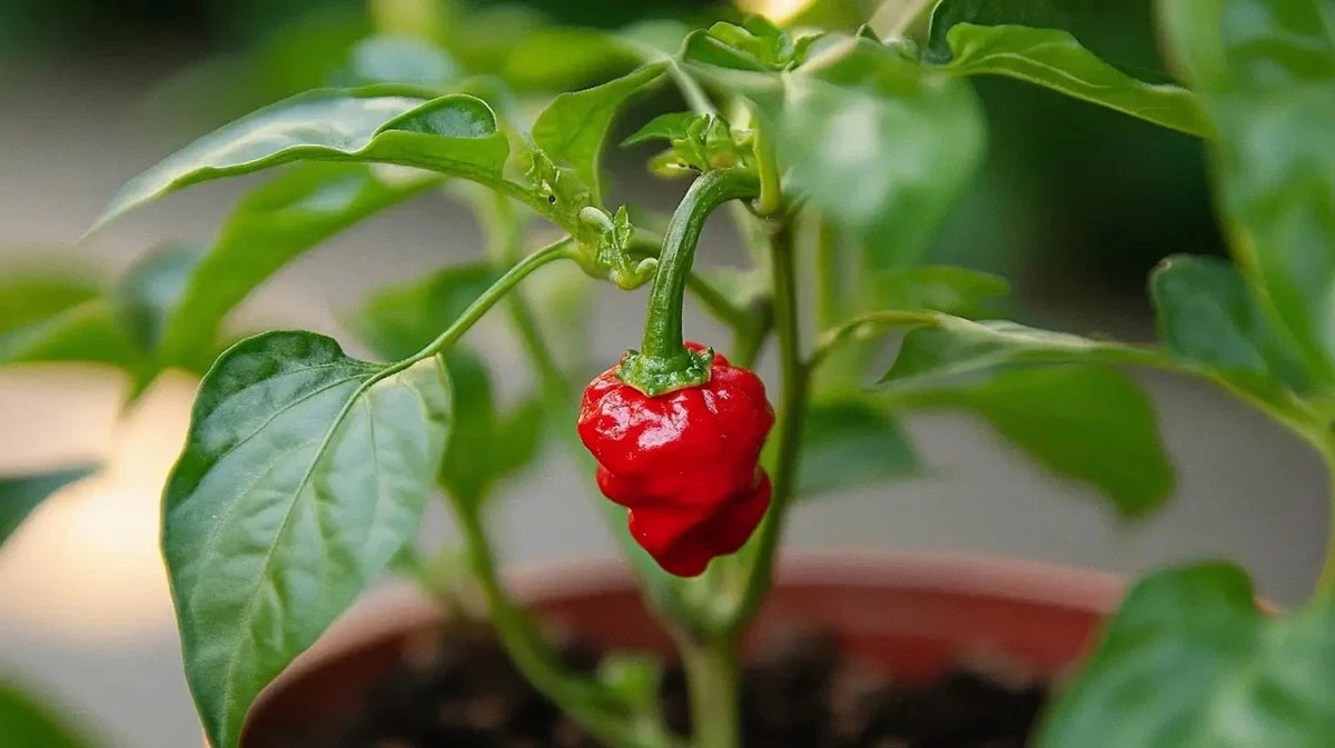 Dragon’s Breath Pepper Seeds – 10 Premium Capsicum chinense Super Hot Chili Seeds – 2.48 Million SHU Extreme Heat
