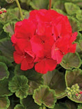 Bullseye Red Geranium Seeds - Pelargonium hortorum - Pack of 12 Fresh Seeds for Gardens & Containers